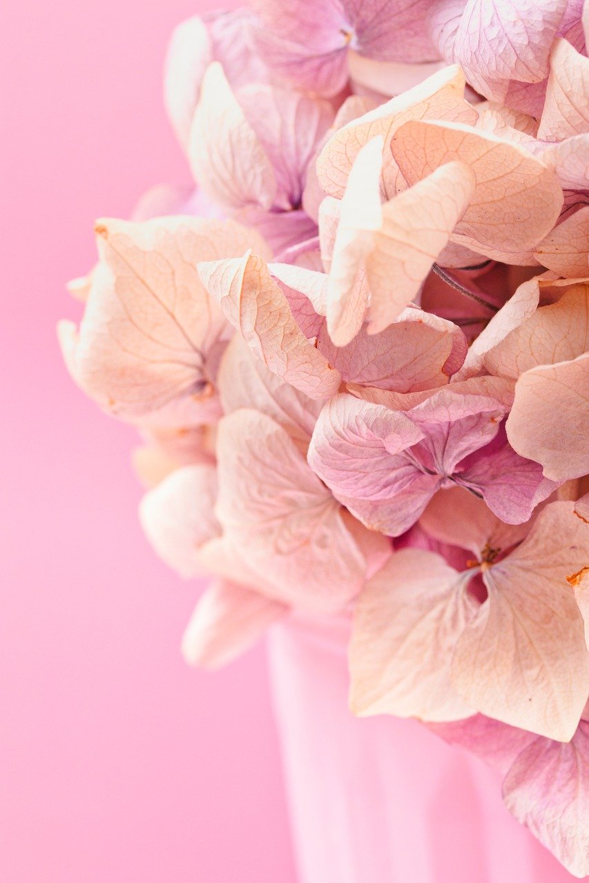 flowers, flower wallpaper, hydrangea, flower background, botany, bloom, blossom, petals, nature, dried flowers, pink, beautiful flowers, pastel, valentines day